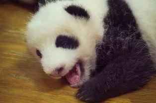 王者熊猫爆料视频,揭秘游戏新内容与精彩瞬间
