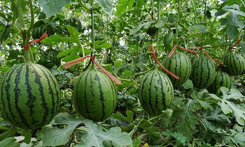 周口商丘吃瓜事件视频,一场网络热议的真相追踪